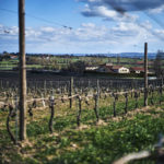 Domaine de Prapin - Viticulture bio - The Greener Map